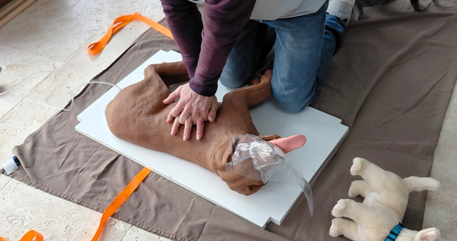 Formation Secours animalier
